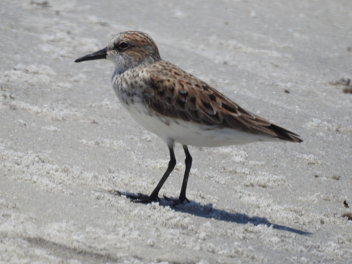 Semipalmated Sandpiper - ML161535481