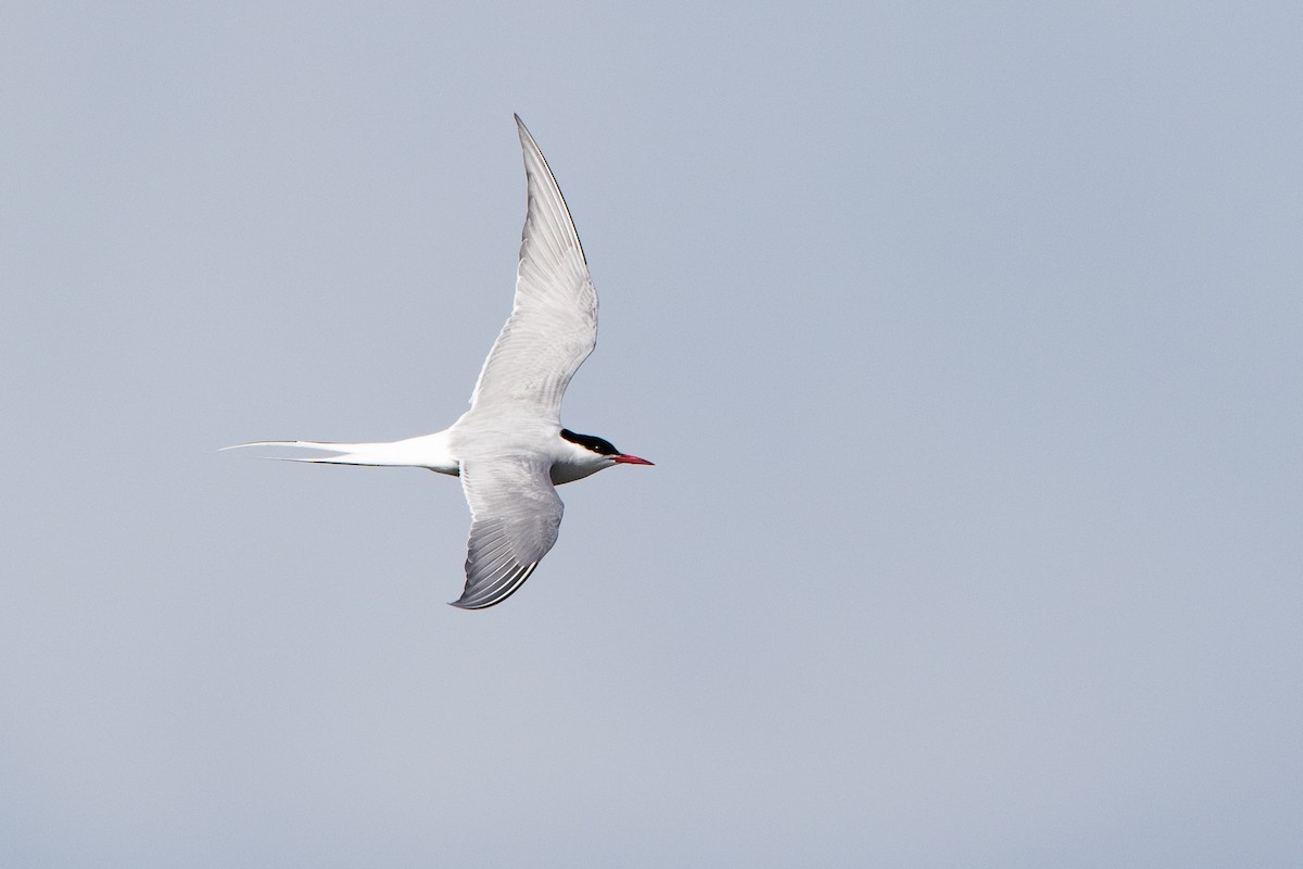 Arctic Tern - Josh Parks