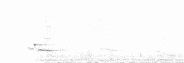 White-bellied Wren - ML161541811