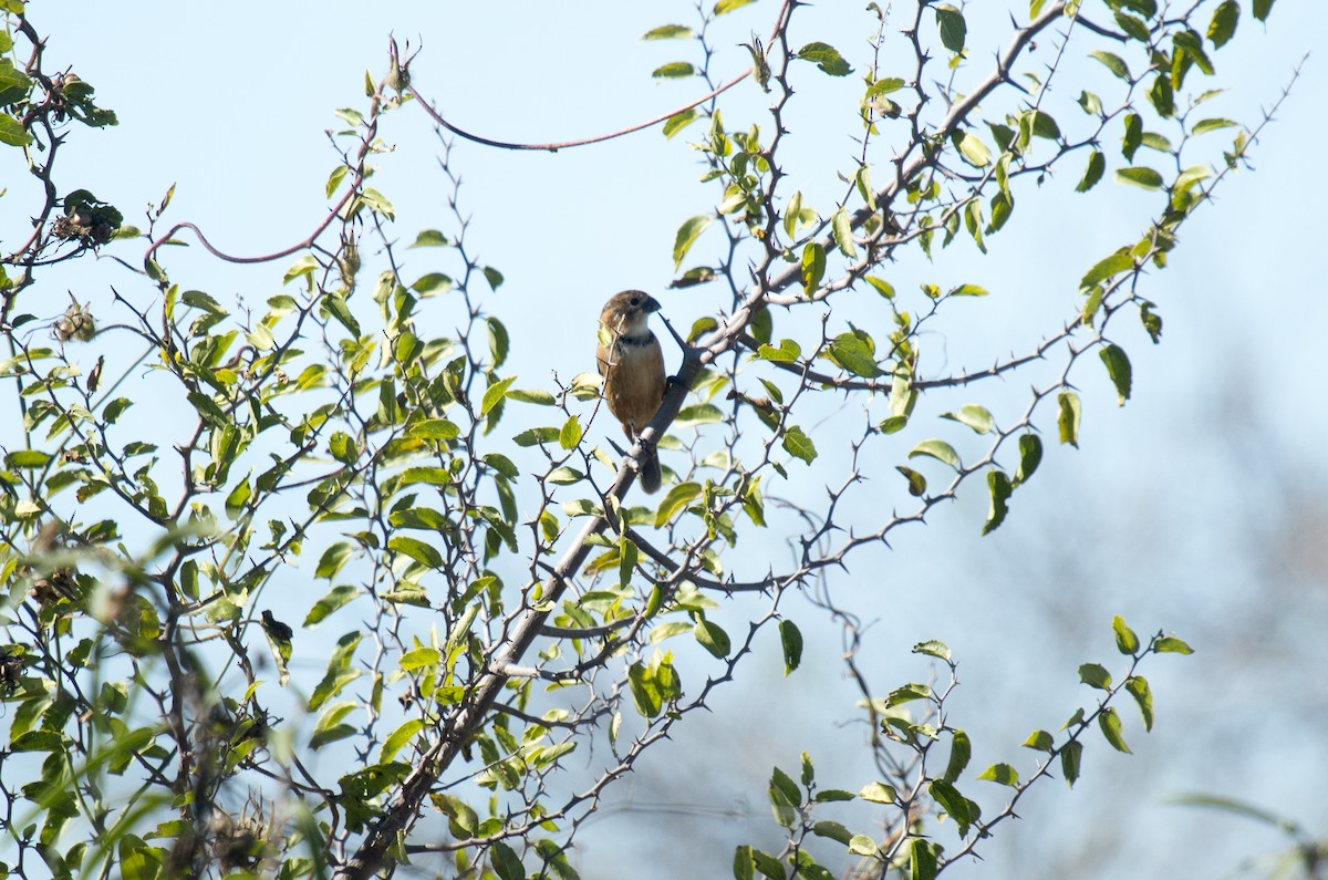 Rusty-collared Seedeater - ML161542551