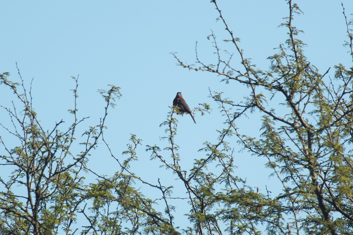 Red-crested Finch - ML161542651
