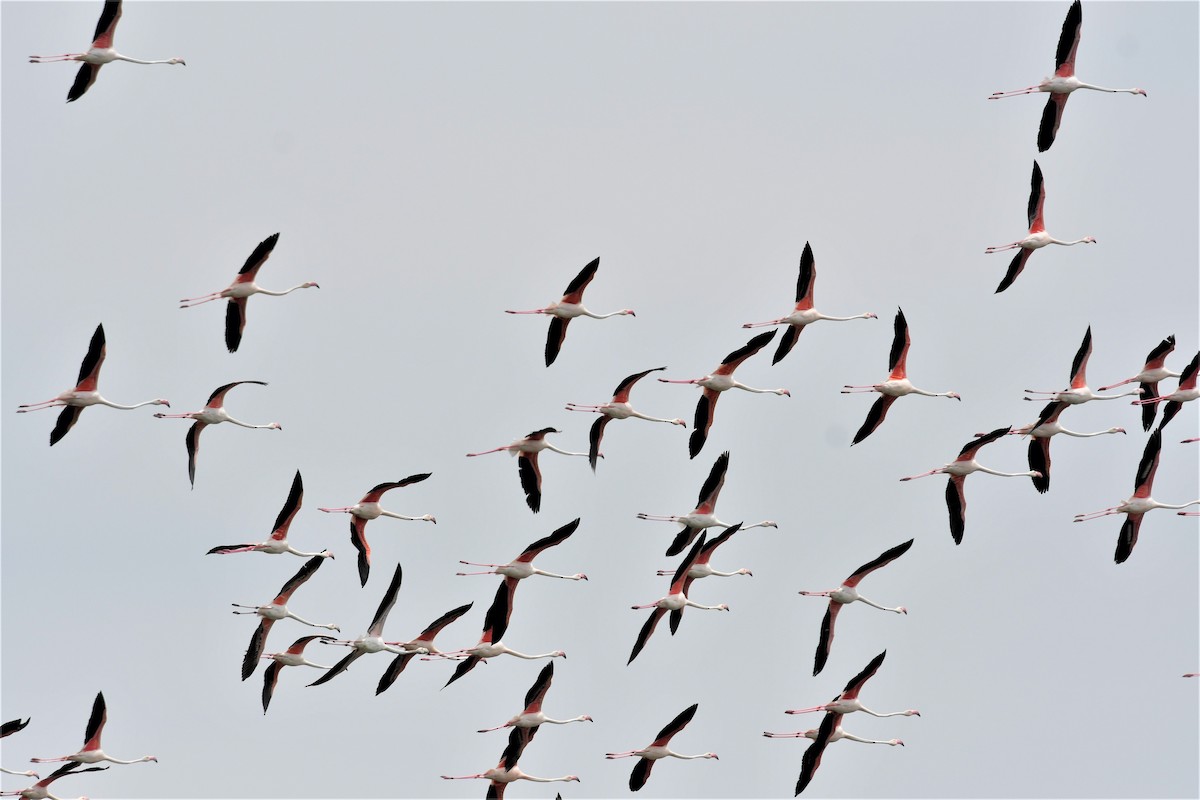 Greater Flamingo - Haldun Savaş