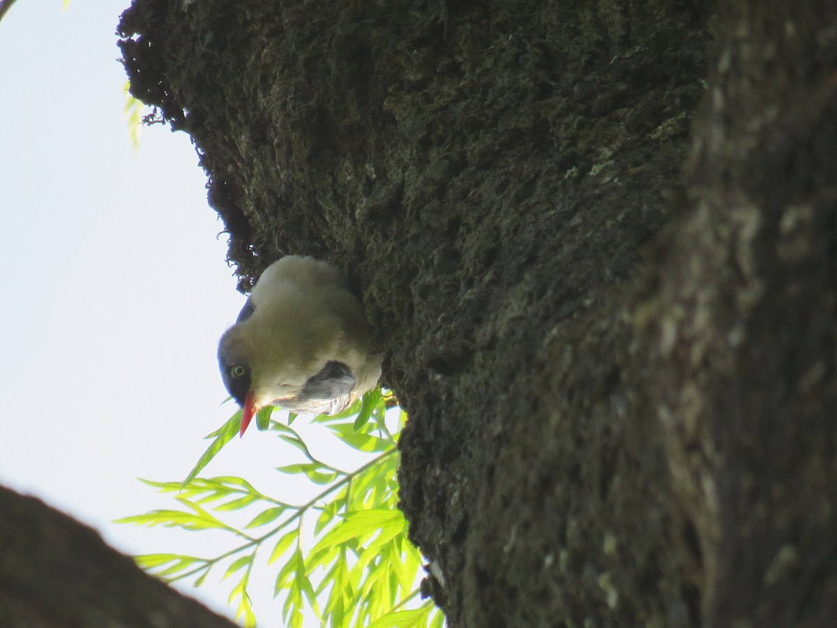 Velvet-fronted Nuthatch - ML161543971