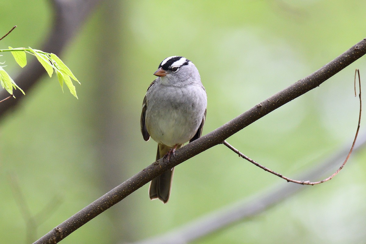 White-crowned Sparrow - terence zahner