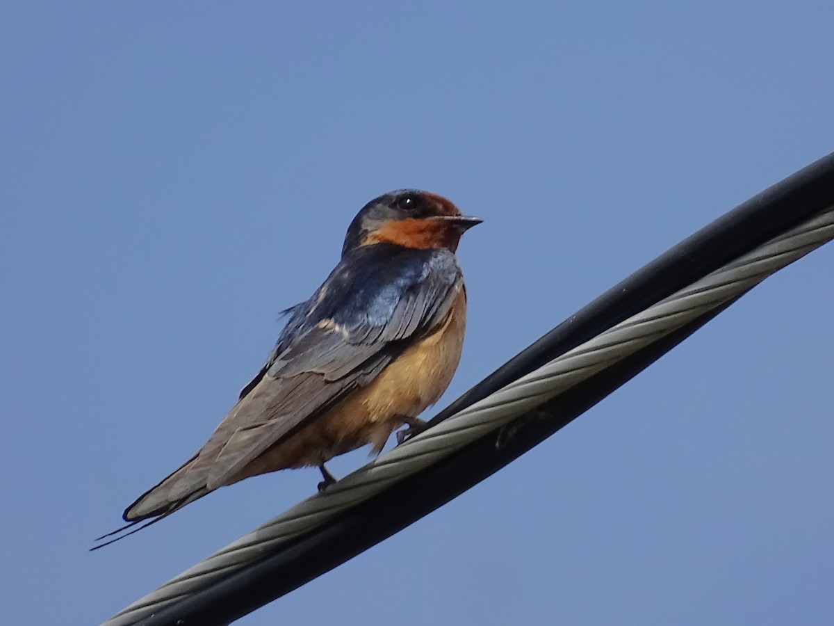 Barn Swallow - Keith Wickens