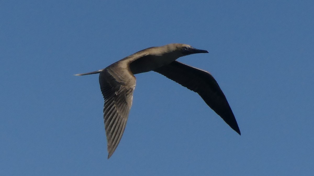 Red-footed Booby - ML161551891