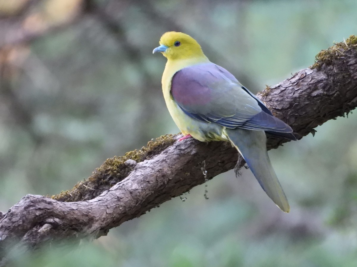 Wedge-tailed Green-Pigeon - ML161553831