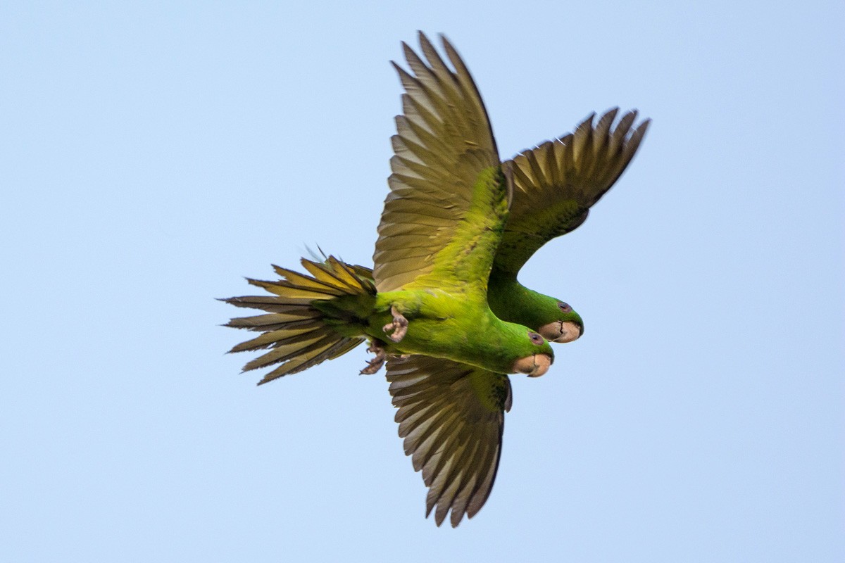 Green Parakeet - Juan Miguel Artigas Azas