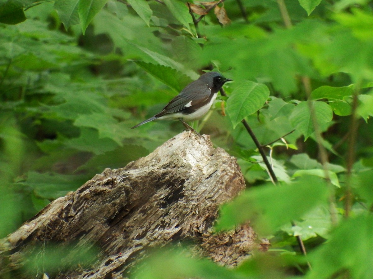 Black-throated Blue Warbler - Stephen Hurst