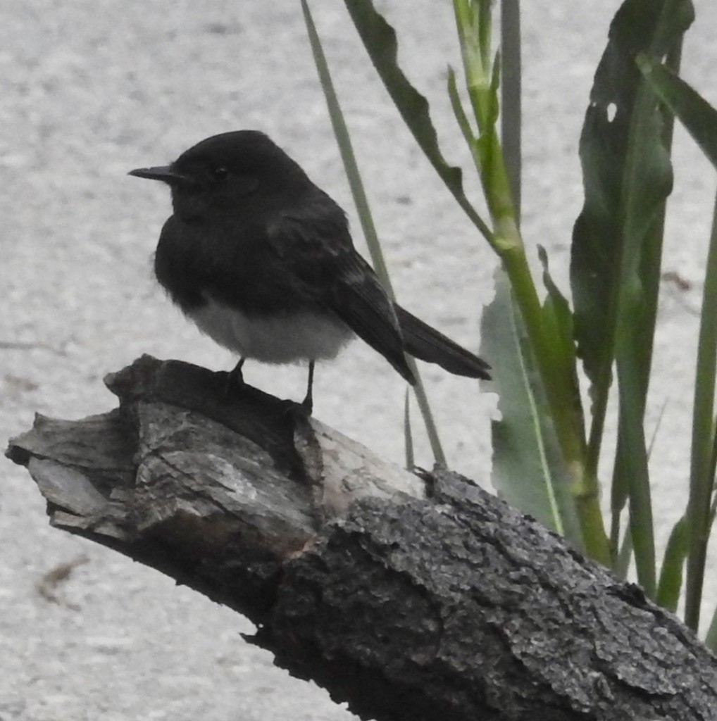 Black Phoebe - Mike Coulson