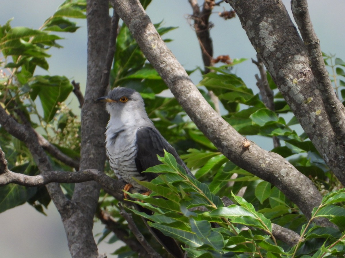Common Cuckoo - Virender Sharma