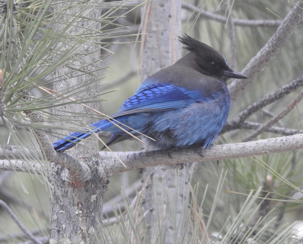Steller's Jay - Mike Coulson