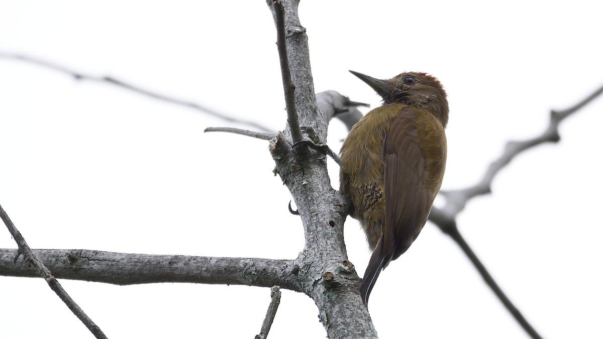 Smoky-brown Woodpecker - Germán  Correa Jaramillo