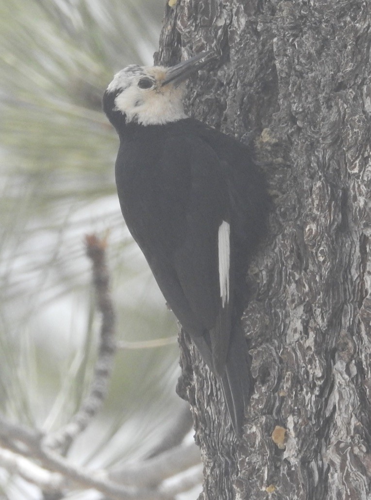 White-headed Woodpecker - ML161559361