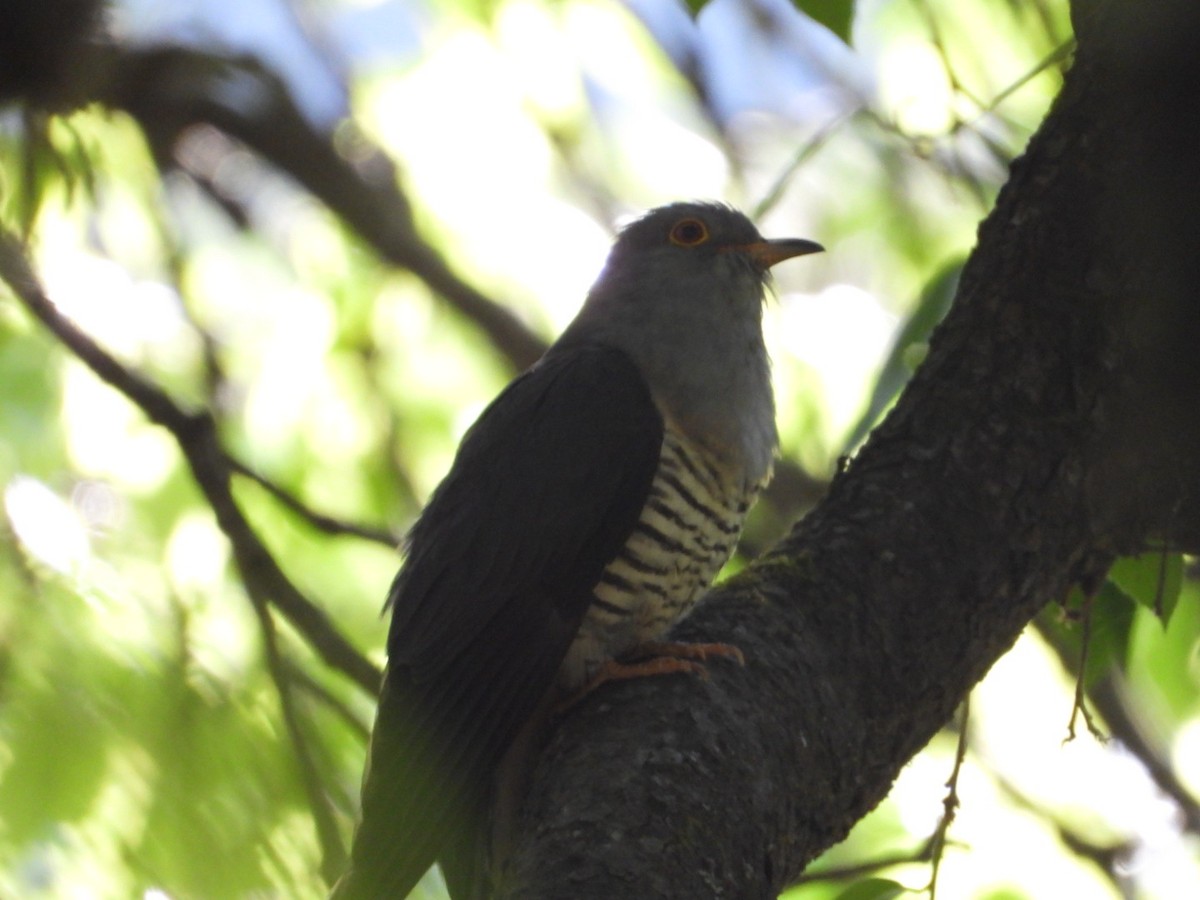 Himalayan Cuckoo - Virender Sharma
