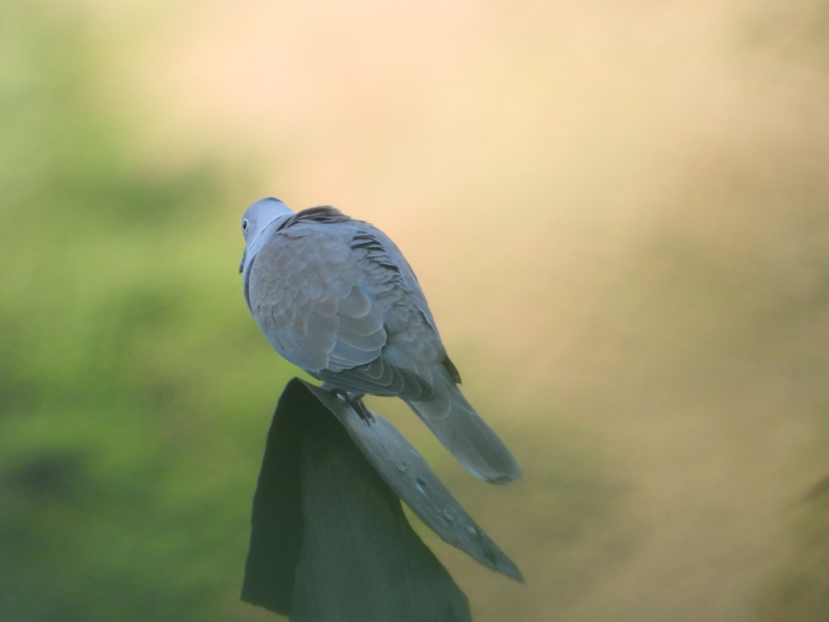 Eurasian Collared-Dove - Virender Sharma