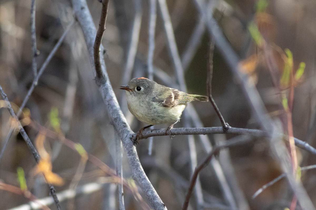 Ruby-crowned Kinglet - Will  Britton
