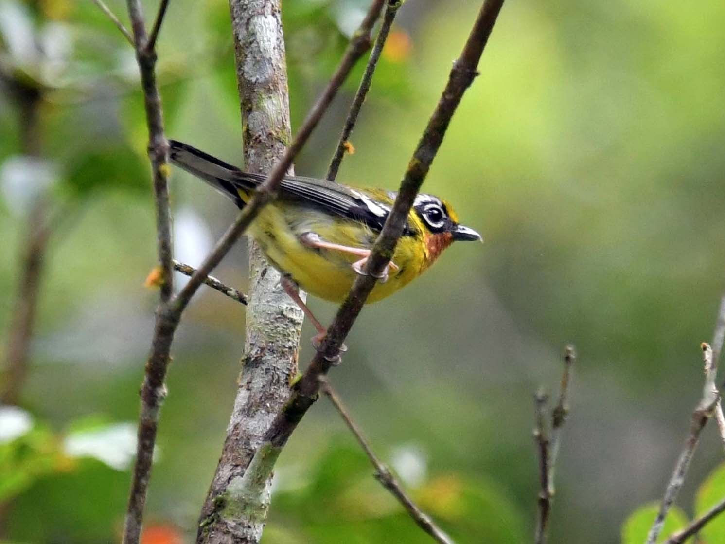 Black-eared Shrike-Babbler - Pattaraporn Vangtal