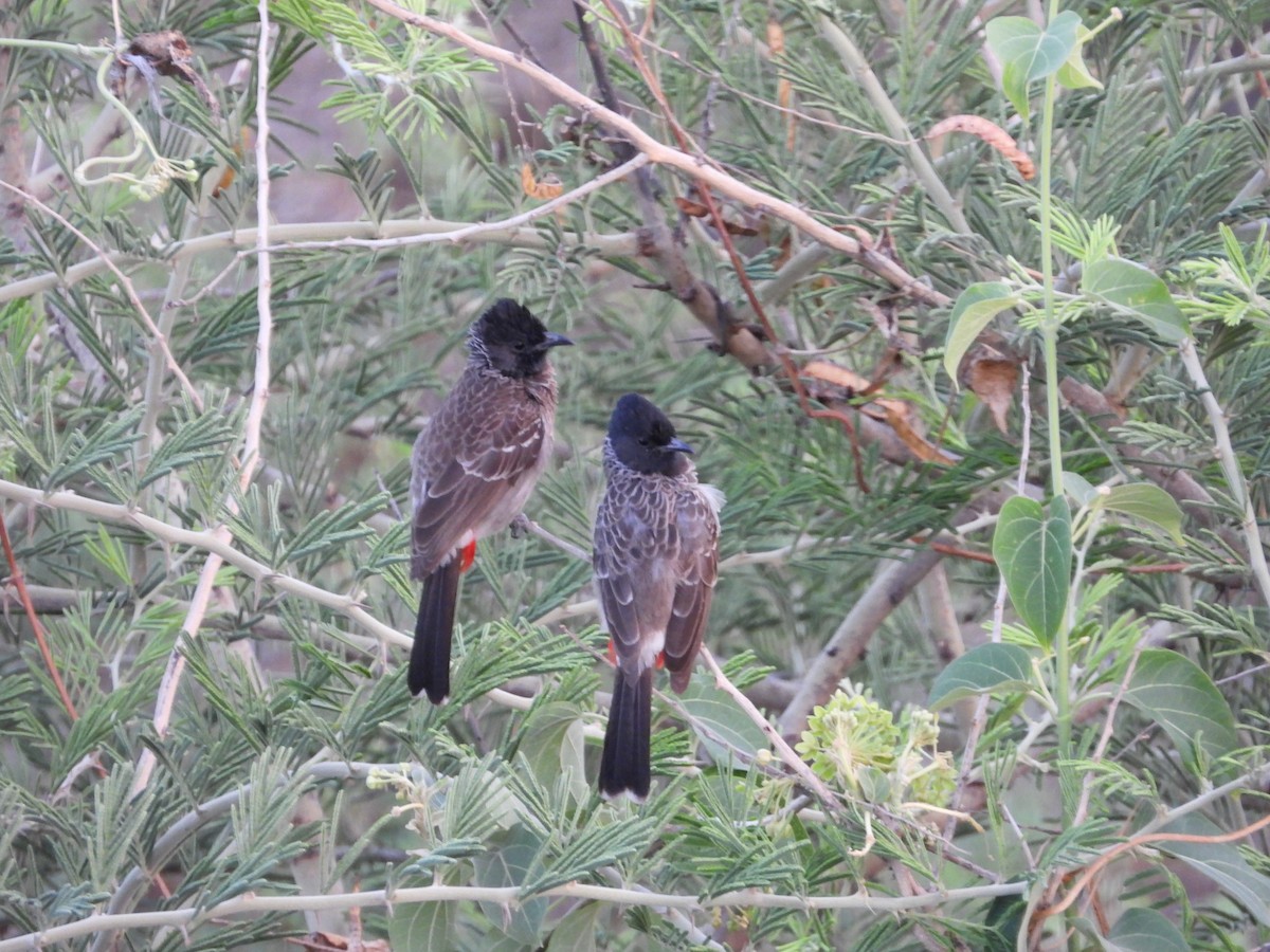 Red-vented Bulbul - ML161563691