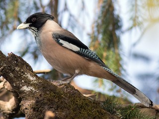  - Black-headed Jay
