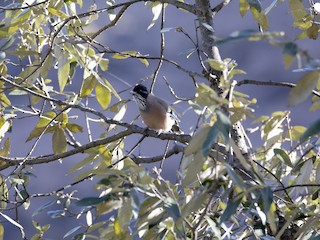  - Black-headed Jay
