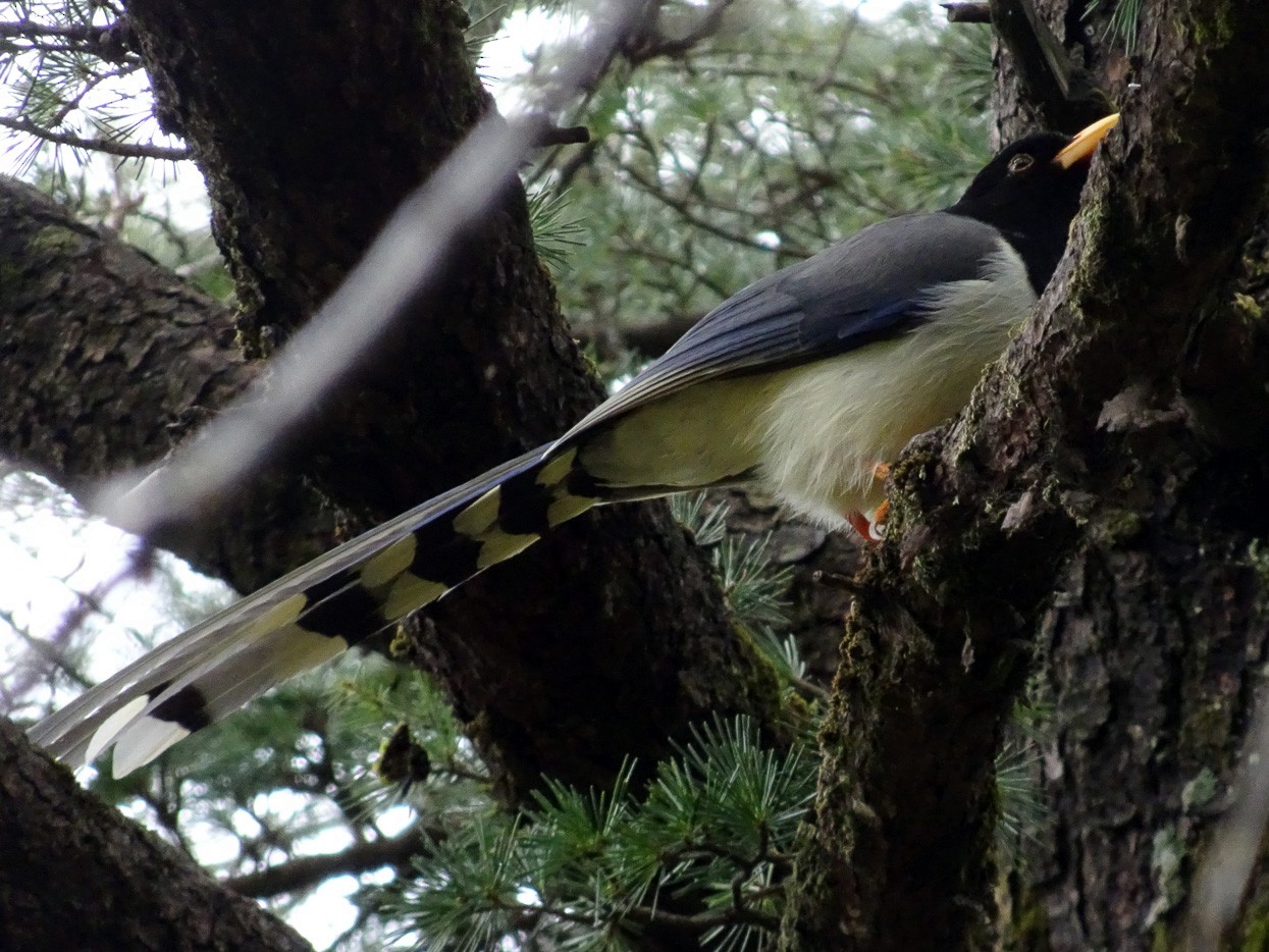 Yellow-billed Blue-Magpie - Ramit Singal