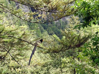 Trans va biseksuallar onlayn