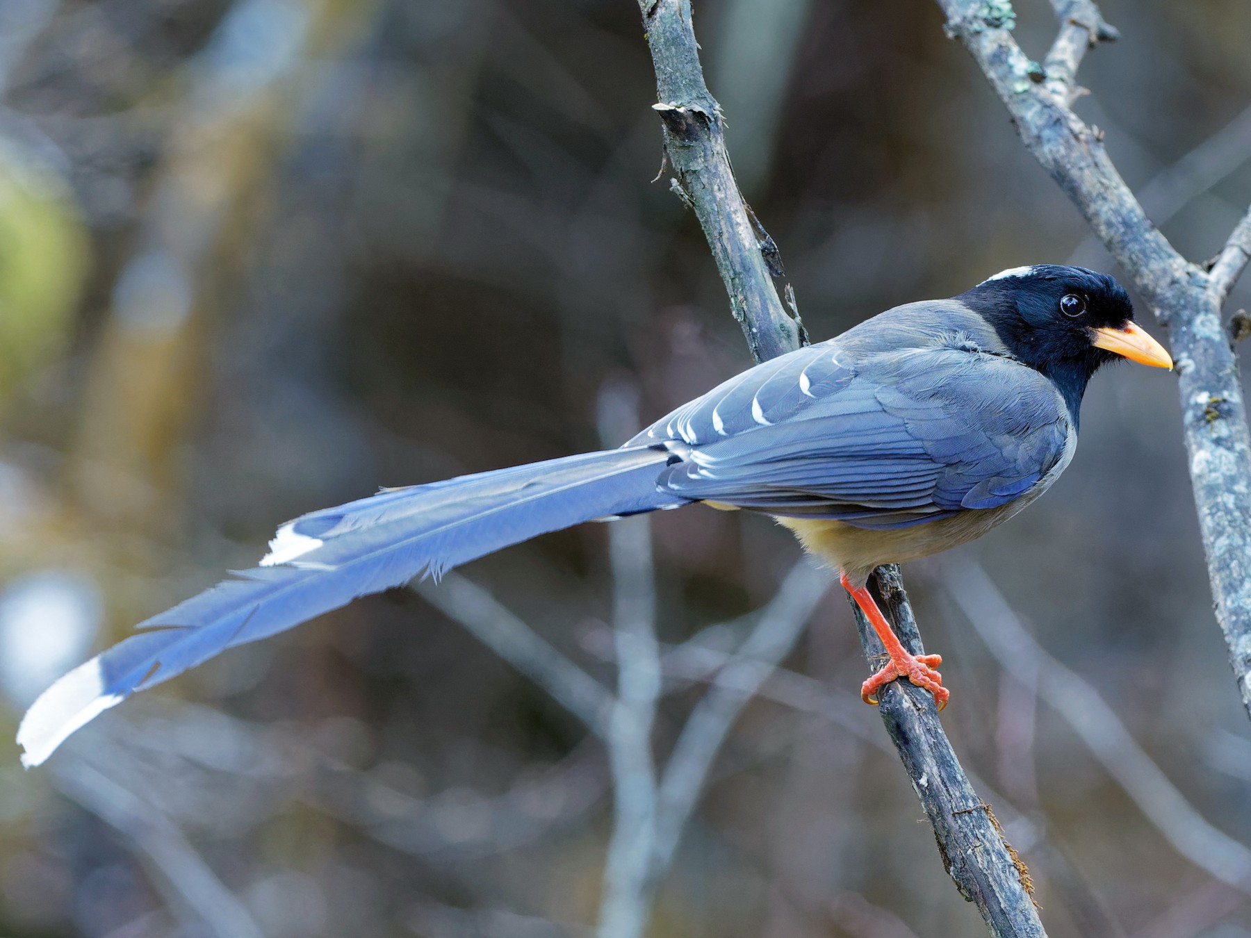 Yellow-billed Blue-Magpie - Vincent Wang