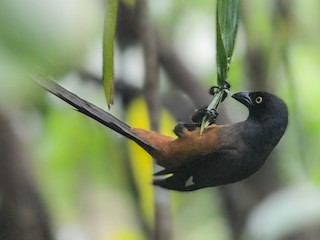  - ML161564671