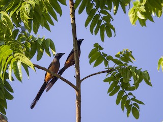  - ML161564701