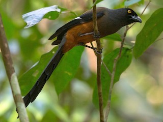 アンダマンオナガ - eBird