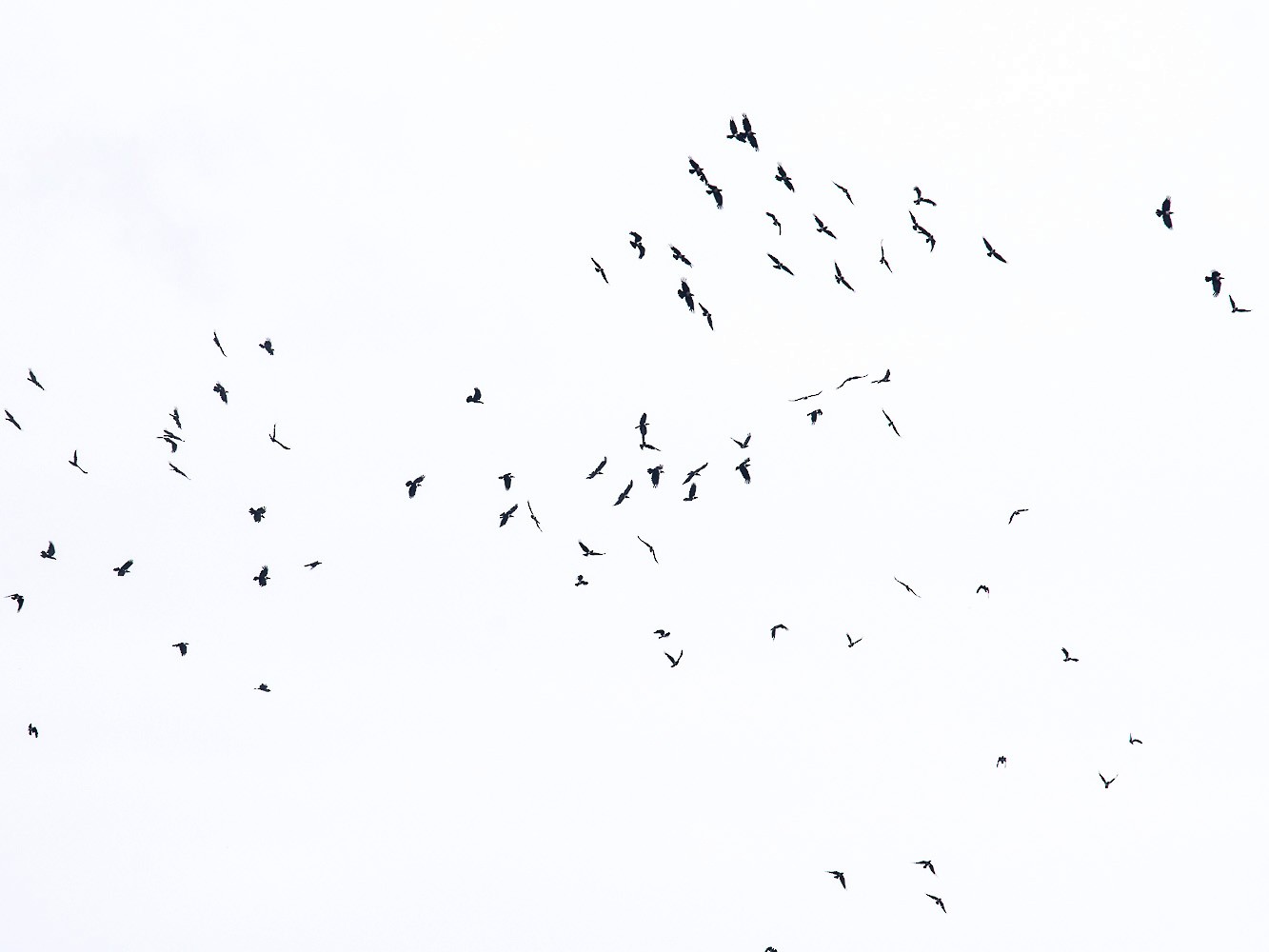 Pied Crow - Pattaraporn Vangtal