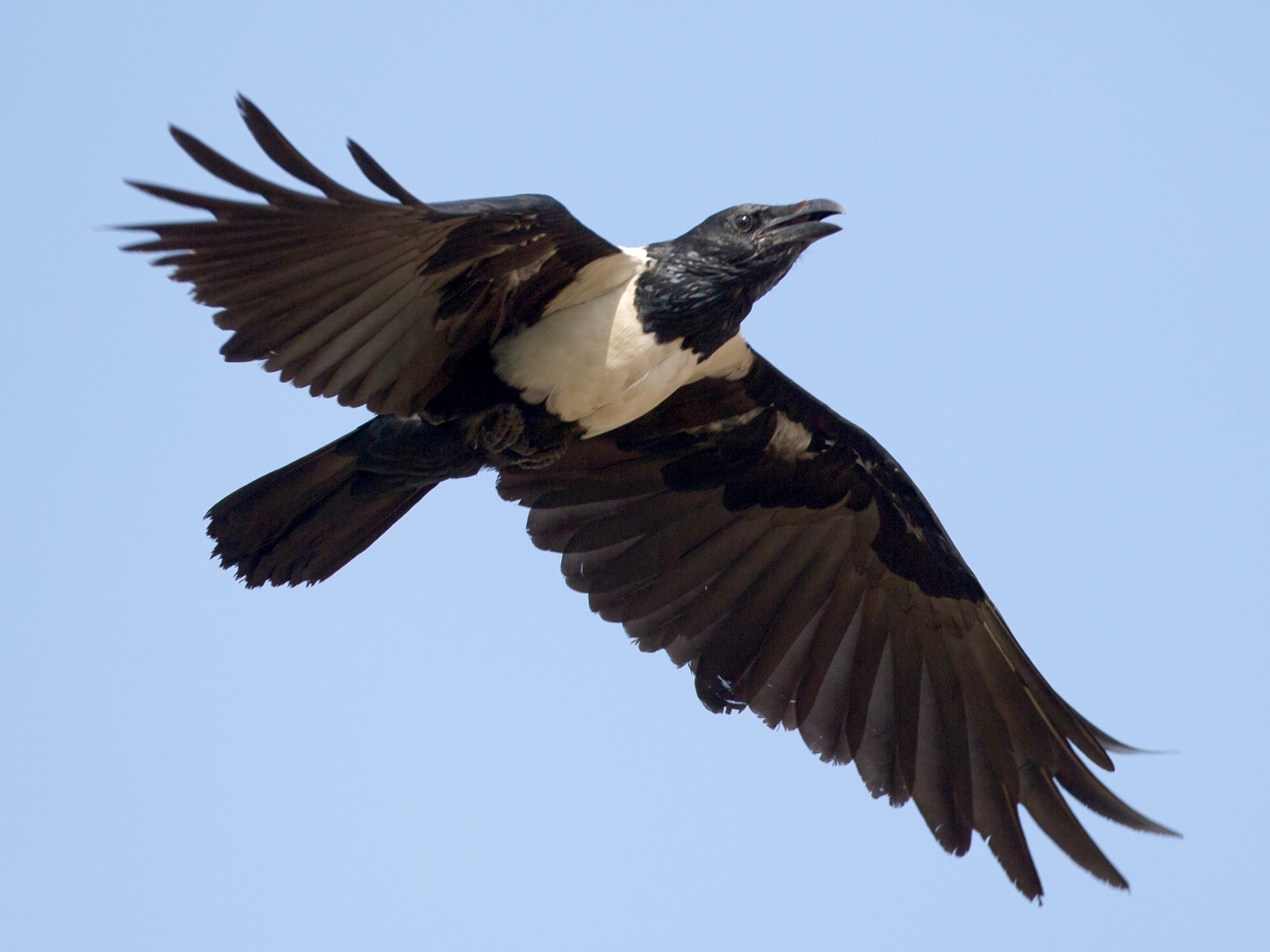 Corbeau pie eBird