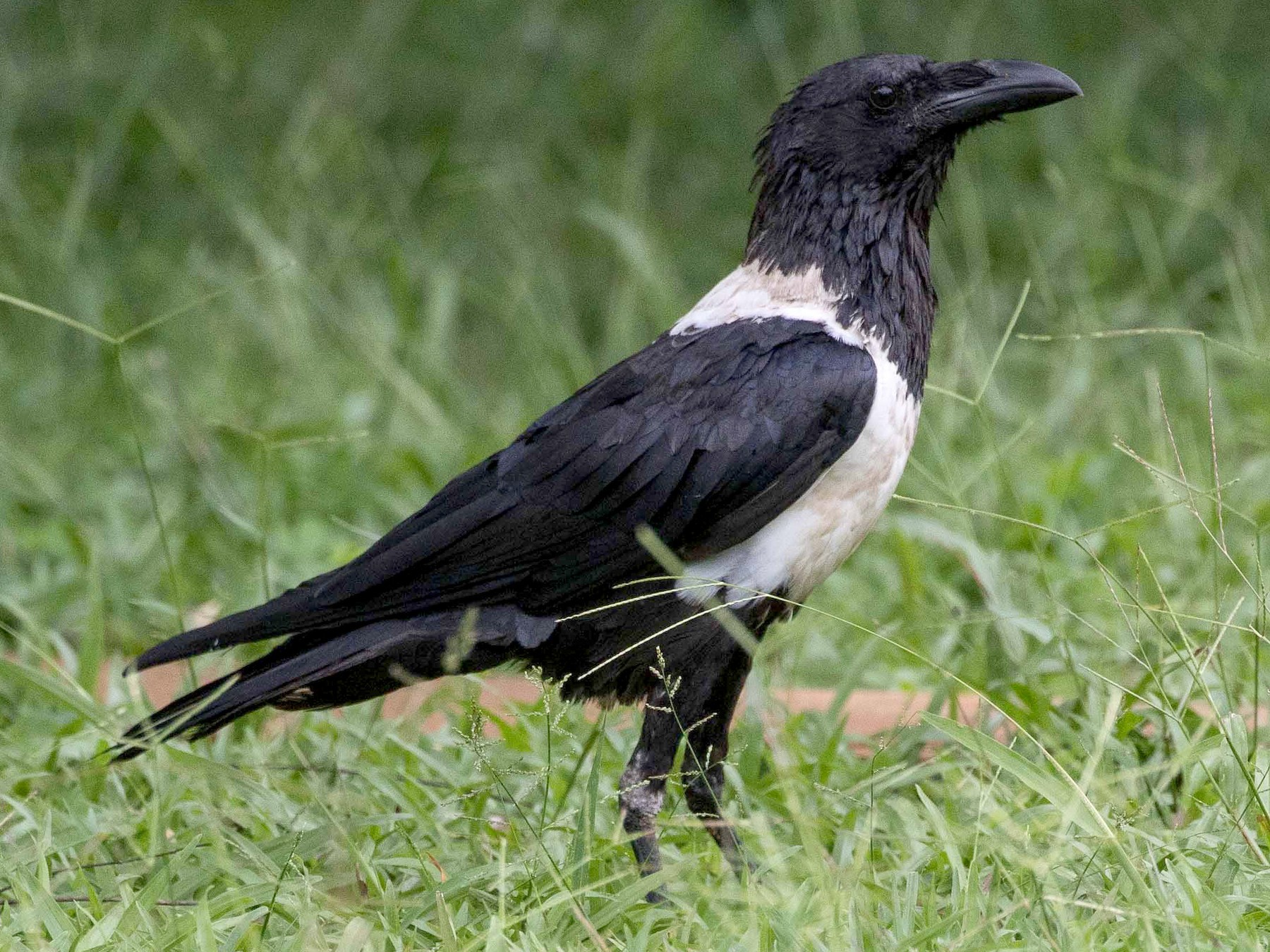 Pied Crow - eBird