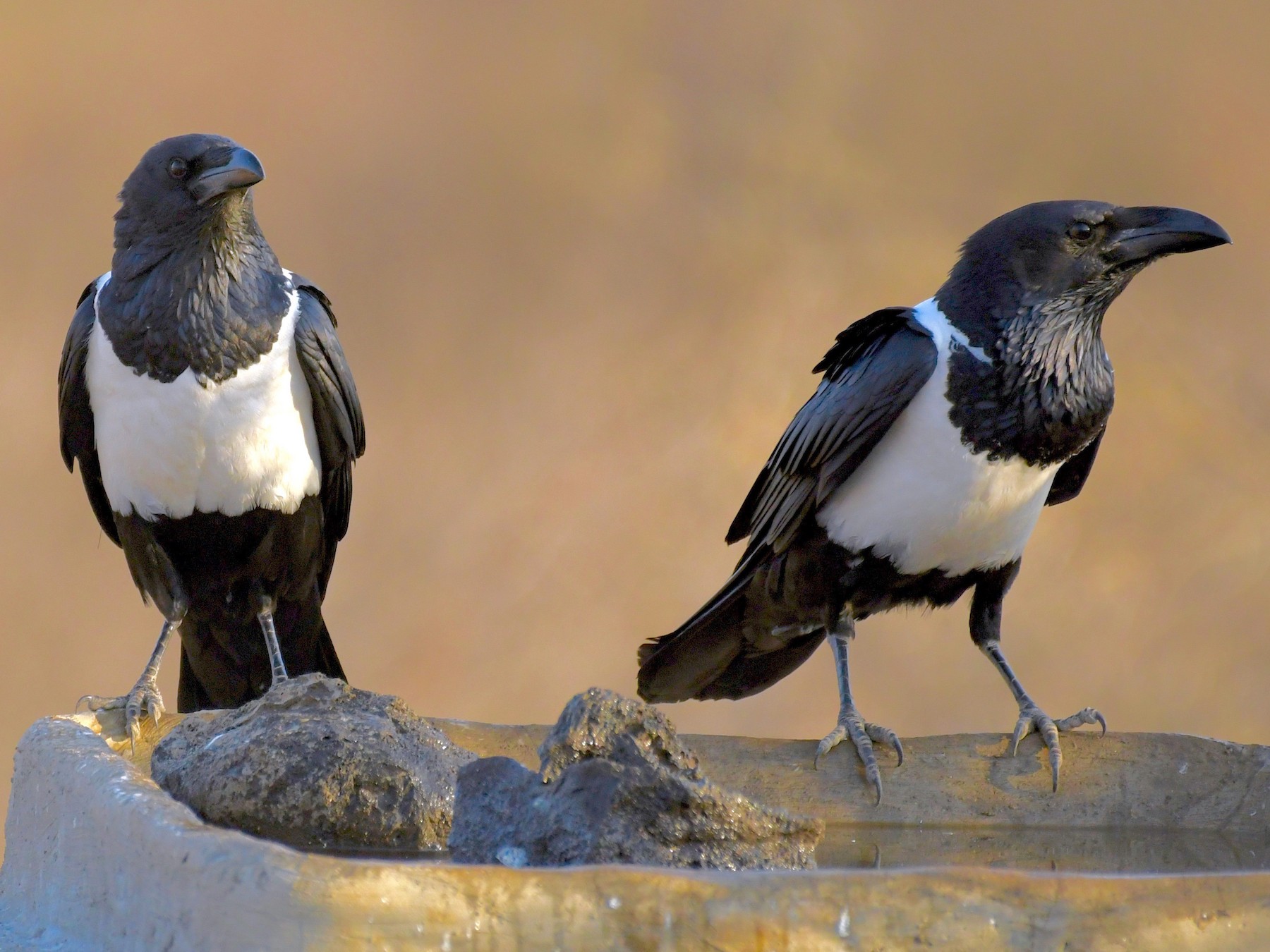 Pied Crow - Theresa Bucher