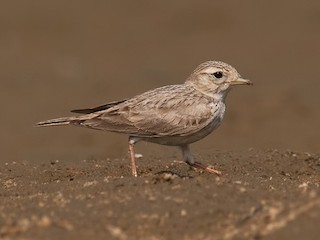  - Sand Lark