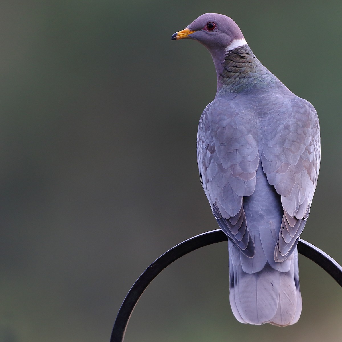 Band-tailed Pigeon - ML161565981