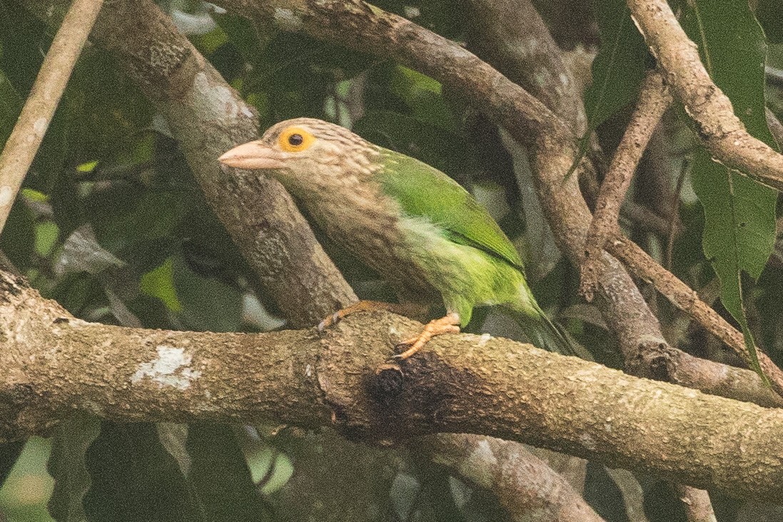Lineated Barbet - ML161568011