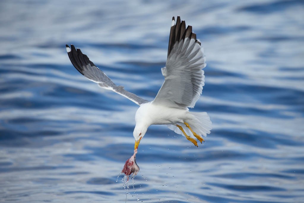 Yellow-legged Gull (atlantis) - ML161568871