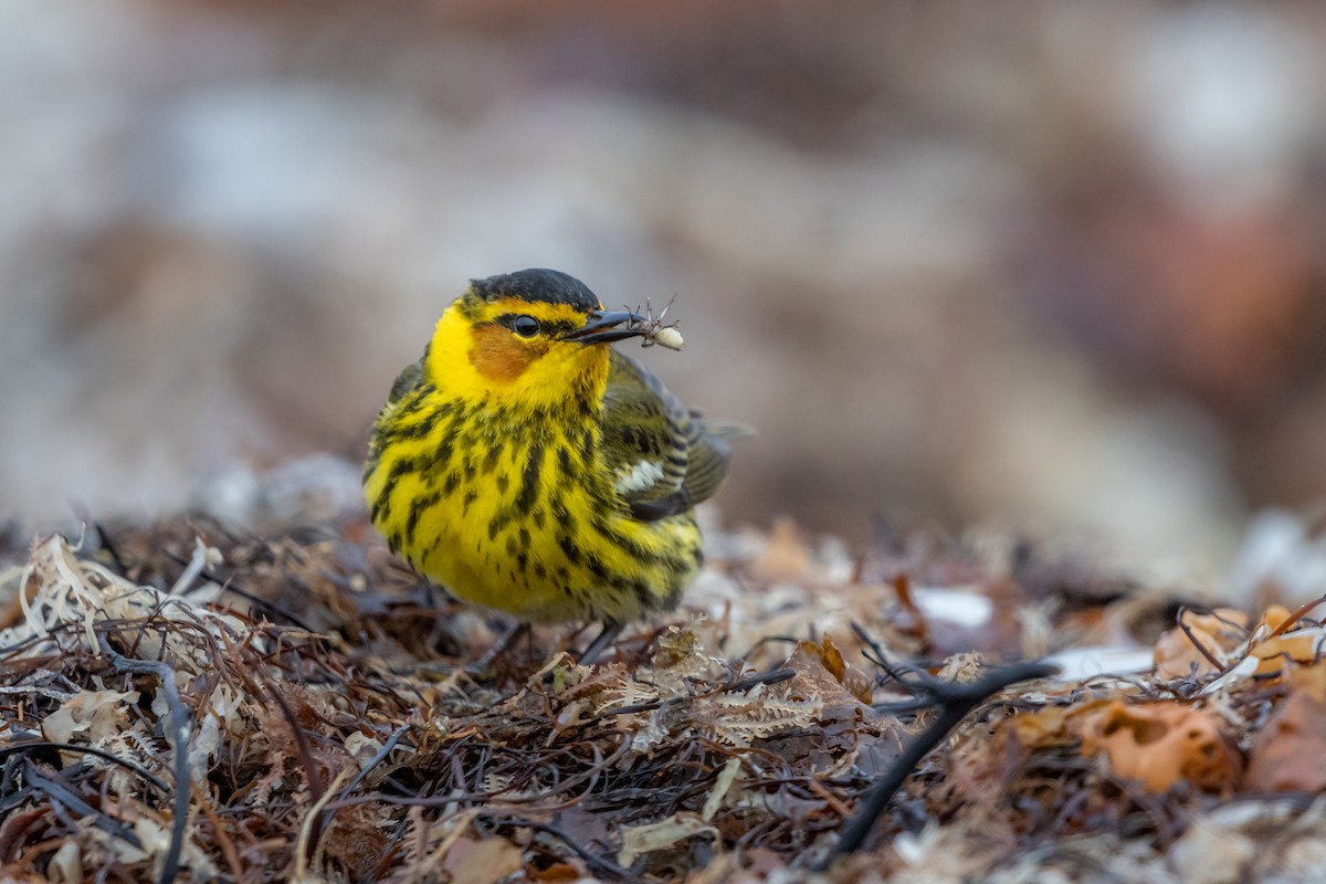 Cape May Warbler - ML161574231