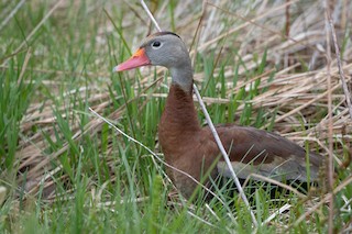 Black-bellied Whistling-Duck, ML161574991