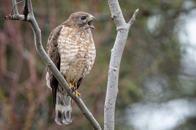 Possible confusion species: Broad-winged Hawk (<em class="SciName notranslate">Buteo platypterus</em>). - Broad-winged Hawk - 