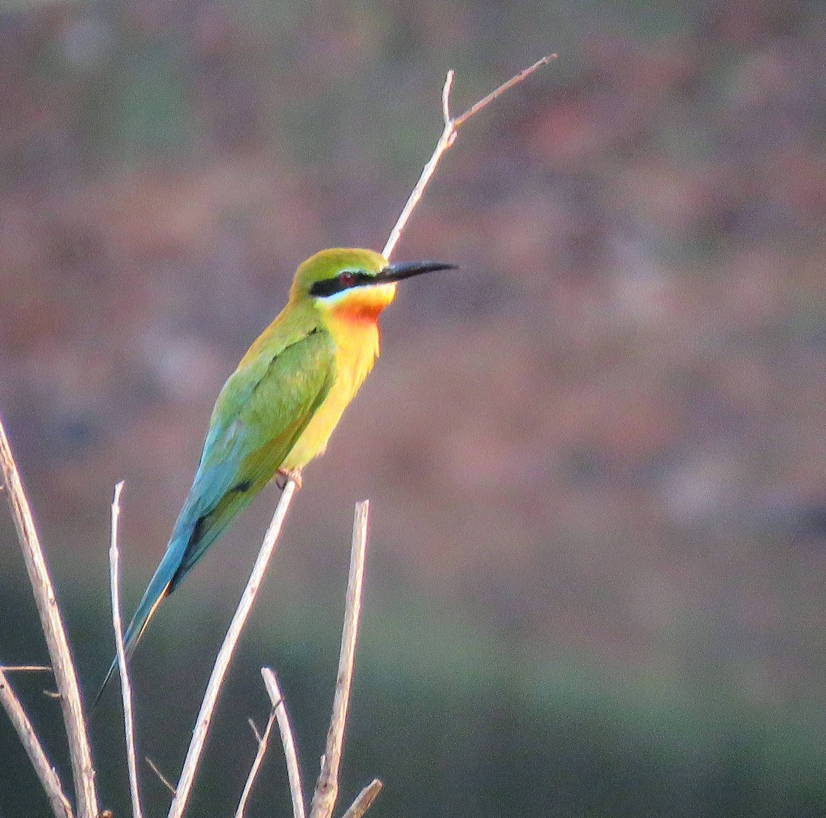 Blue-tailed Bee-eater - Elizabeth Skakoon