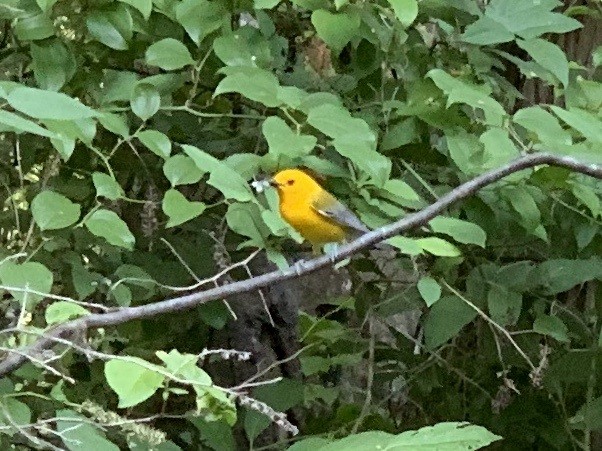 Prothonotary Warbler - ML161578161