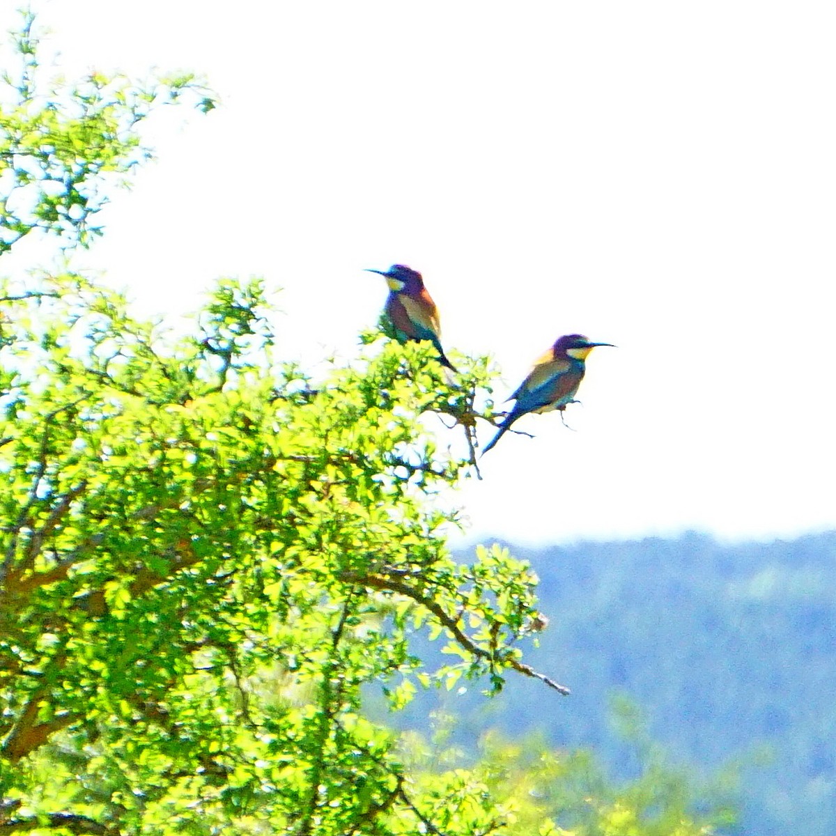 European Bee-eater - ML161580551