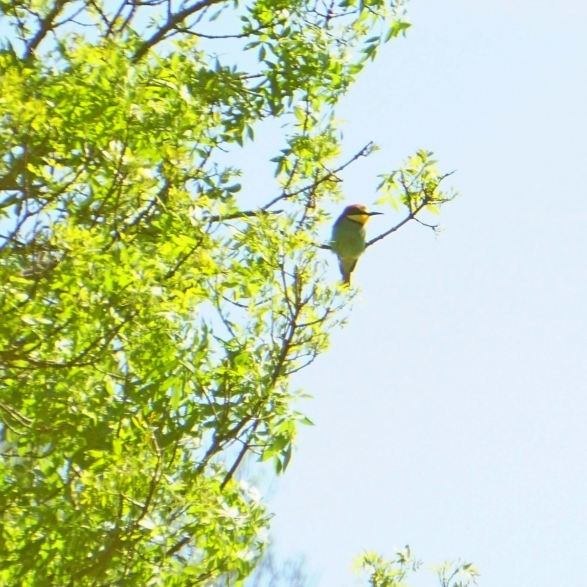 European Bee-eater - ML161580571