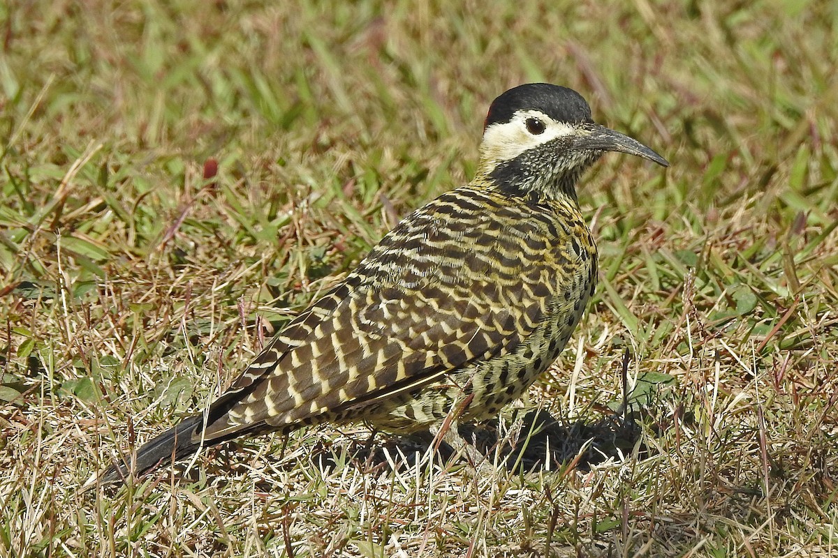Green-barred Woodpecker - ML161581321
