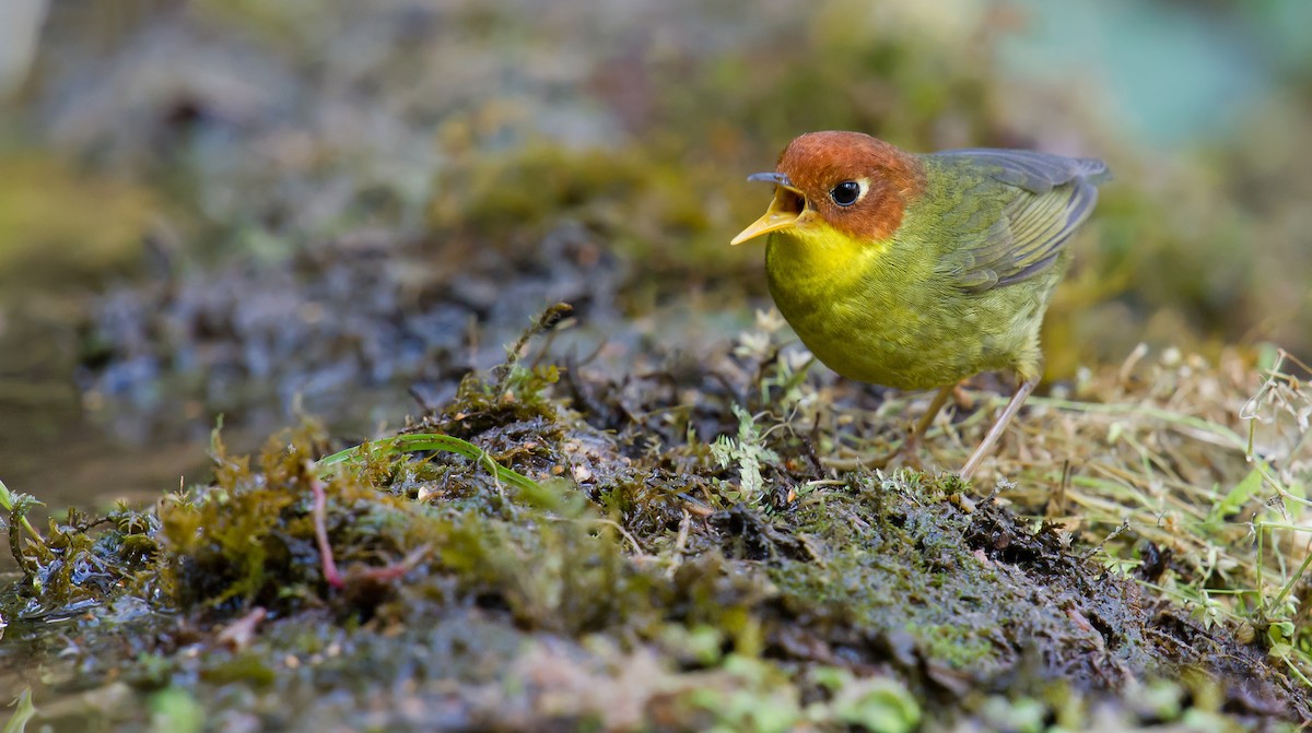 Chestnut-headed Tesia