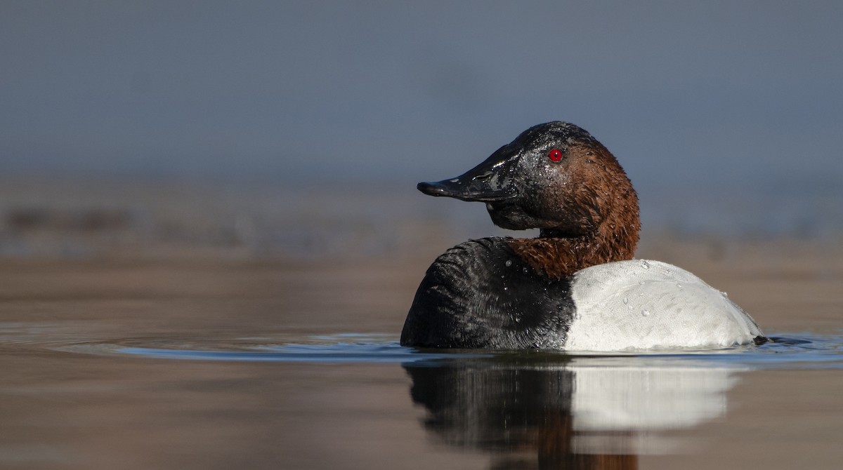 Canvasback