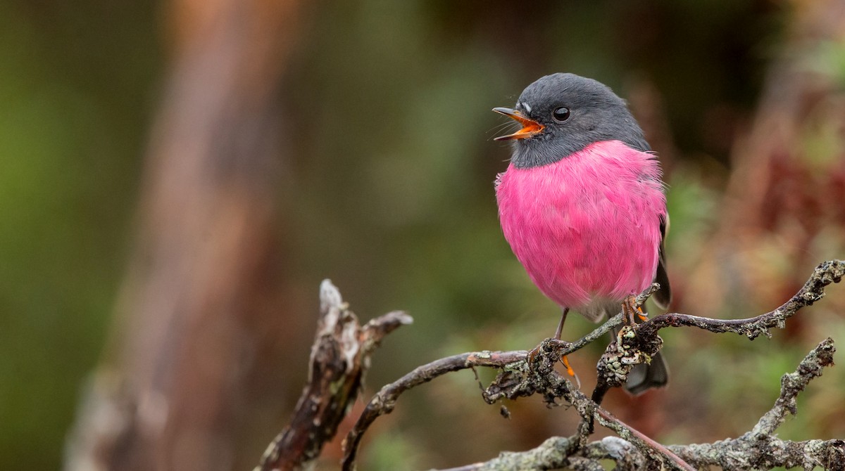 Pink Robin